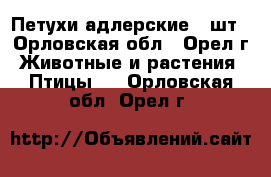Петухи адлерские 8 шт - Орловская обл., Орел г. Животные и растения » Птицы   . Орловская обл.,Орел г.